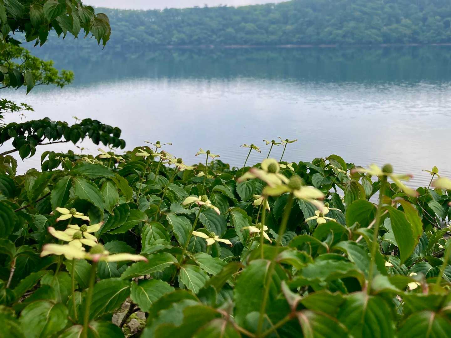 湖畔のヤマボウシ🌼
