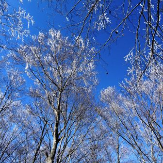 霧氷。枝の先までキラキラ