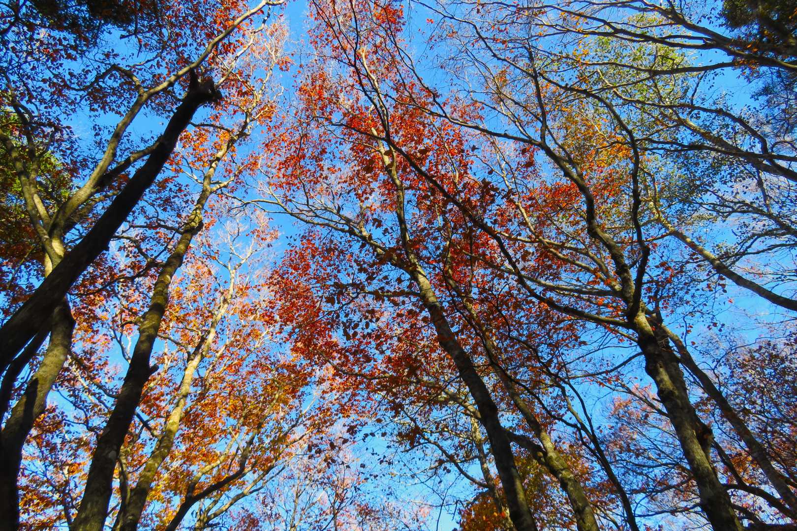 こっちのルートは紅葉紅葉ずっと紅葉🍁🍁🍁🍁🍁