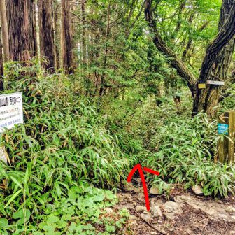 伏見峠の少し手前から伏見道へ🚶

道が判らな程 鬱蒼としてる笹薮の中を進入します↘️

あまりハイカーさん歩いてないのかな?