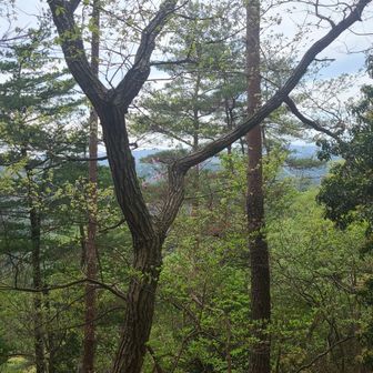⛰️近江百山⛰️ 猪背山・黒山 / araiotouの登山データ | YAMAP