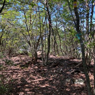 愛宕山から北側に下山。
途中の分岐は➡️