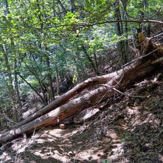 登山道を塞ぐ倒木〜
上るとき登山道を外れたかと思ったけど、やっぱりこの道で正しかったっぽい〜
この倒木は、またげない〜
根っこのほうから避けて通った〜