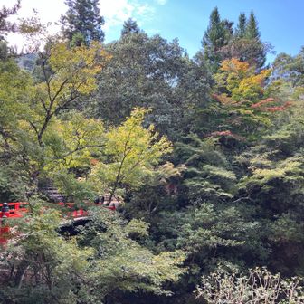 岩惣、紅葉はまだまだ