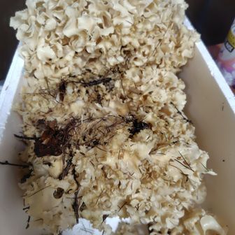 翌朝のおみそ汁で登場する事となる