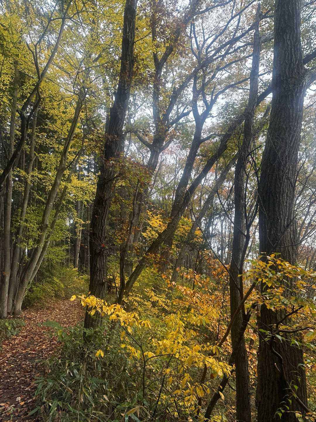 秋の色合い💛🧡🍂🍁