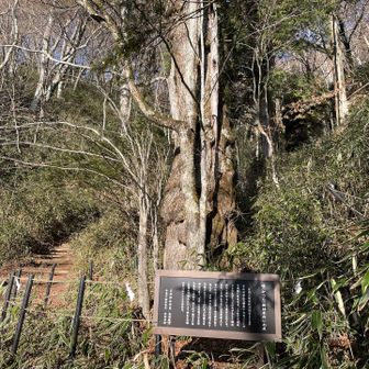 石割神社のカツラの御神木