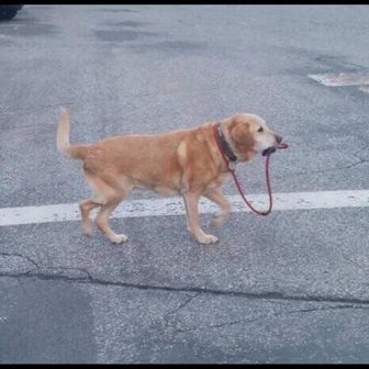 しりうすぶらっくさん