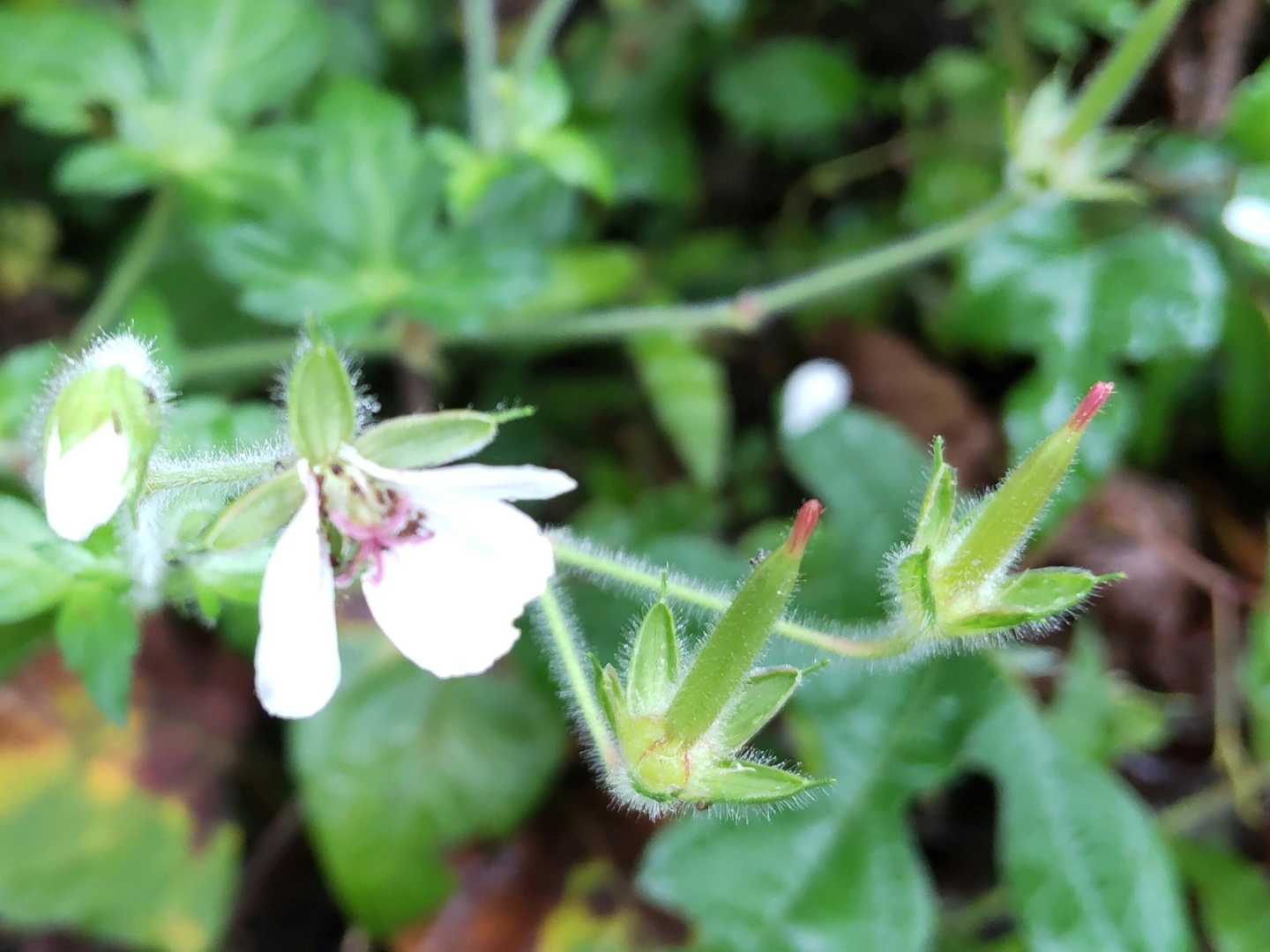 花のあとのてっぺんの赤色がかわいい💕