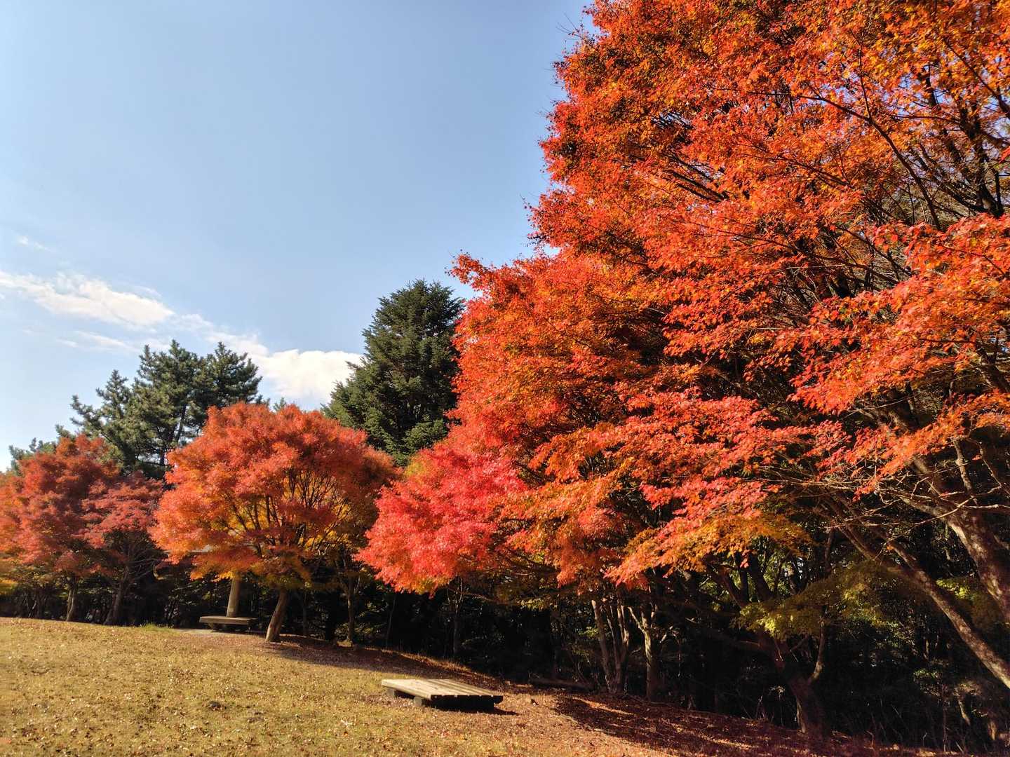 三笠山まで戻ってきたー😆