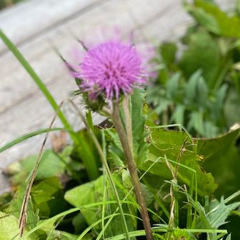 とんかっちゃん