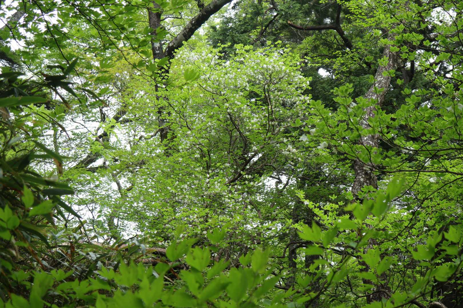 シロヤシオ
花の咲いている木は少なく、傷んだ花が多い