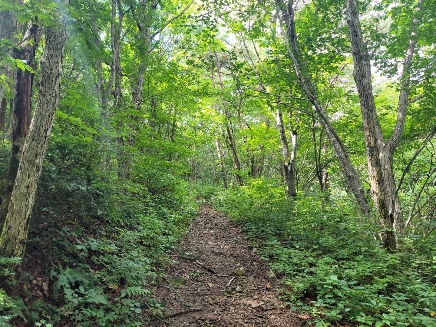 萬歳楽山登山口-萬歳楽山 往復コースの写真