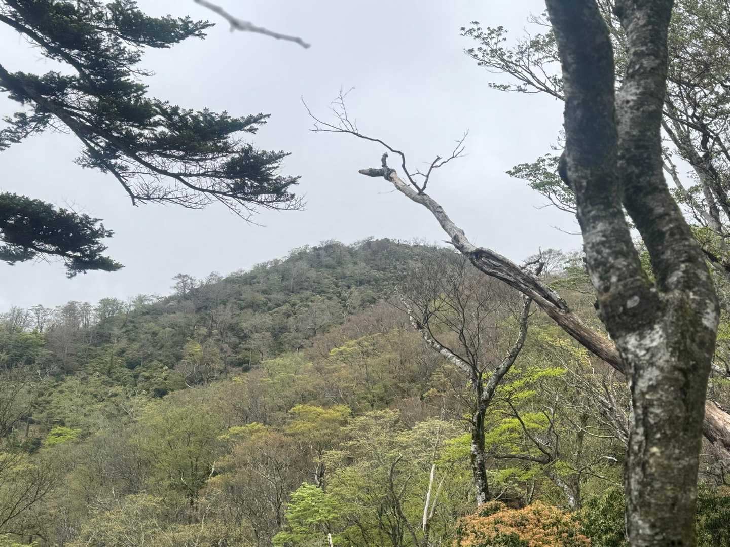 五葉岳が見えたー👀