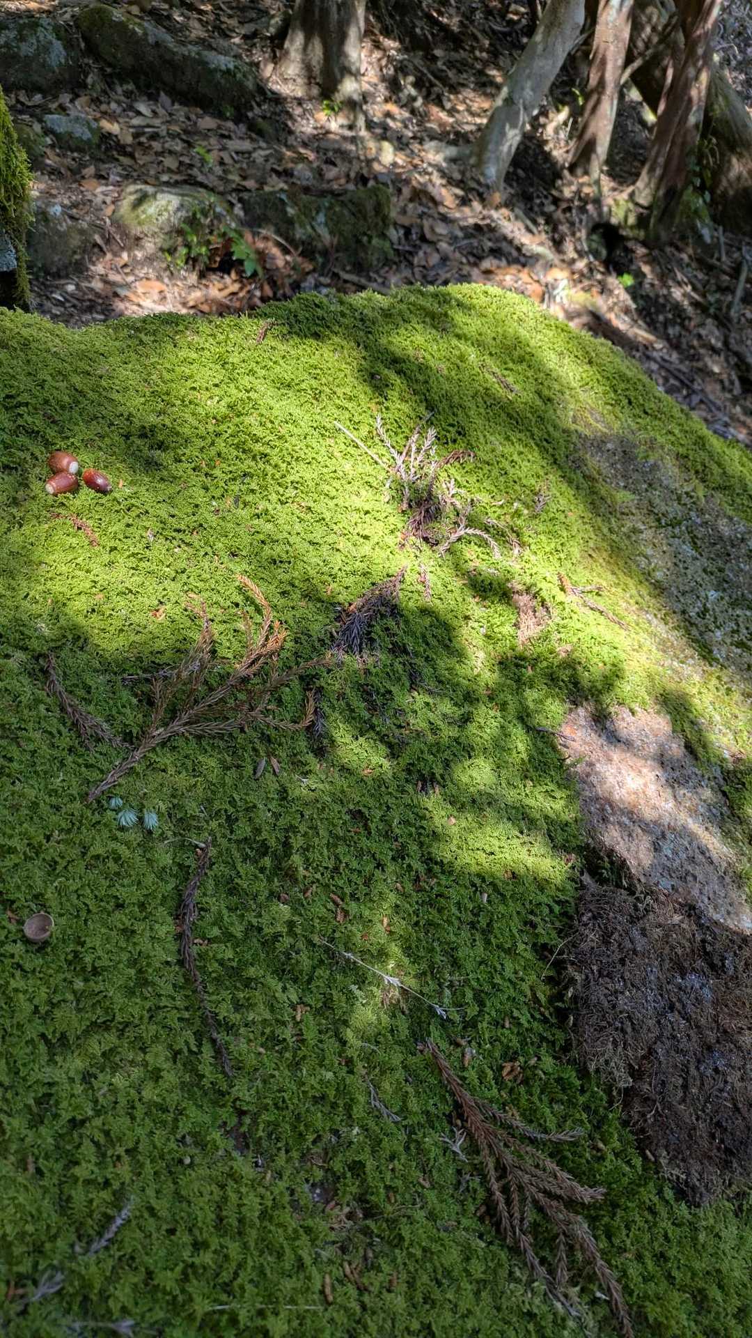 苔に癒され
