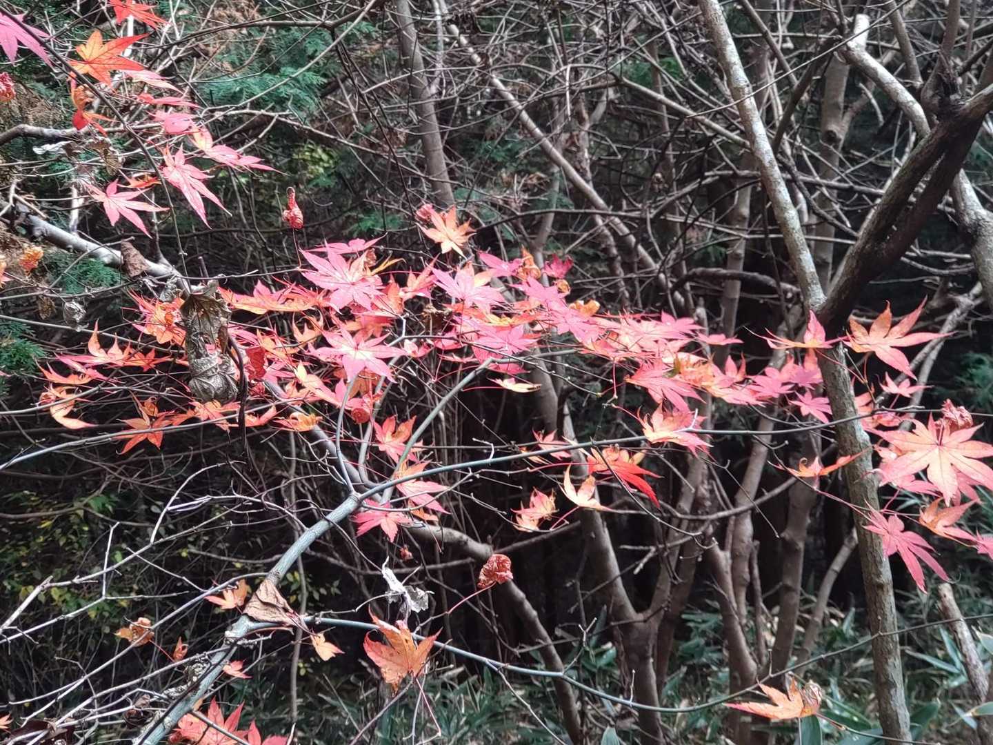 モミジの紅葉が残っていました。