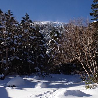 将軍平に着いた。よい青空！それまで暗い山道だったのでテンション上がる。