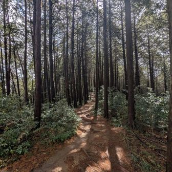 幕岩方向へ下る

始めてここに来た時
ガサガサ音がして
クマだと思って引き返したルート