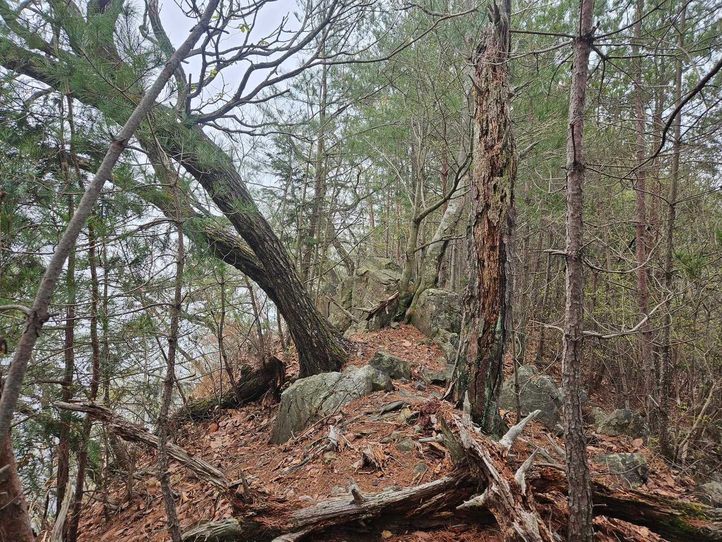 ここら辺は登山道のイメージが少し変わるかも