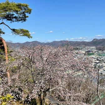 早咲きの桜🌸
もう春だね😊
