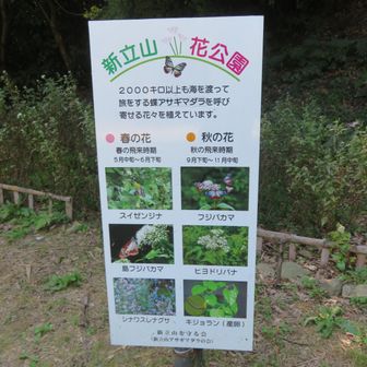 地元の方がお世話している花畑