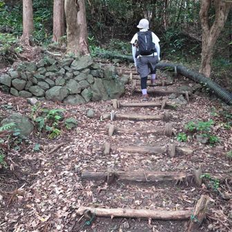 嵐丸(あらしまる)