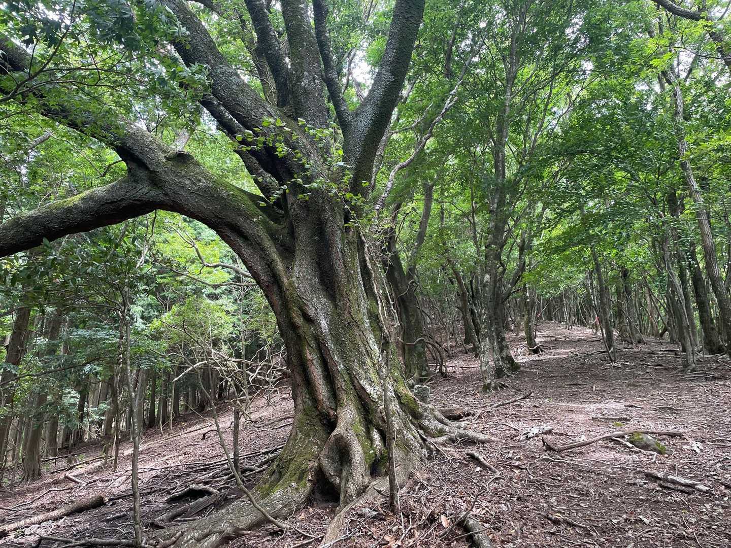 風が吹いてメマトイなどの虫もいない🪰