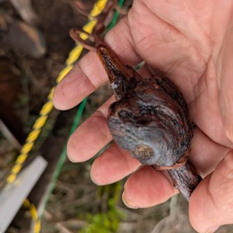 なんかわからんけど笑笑貰えました