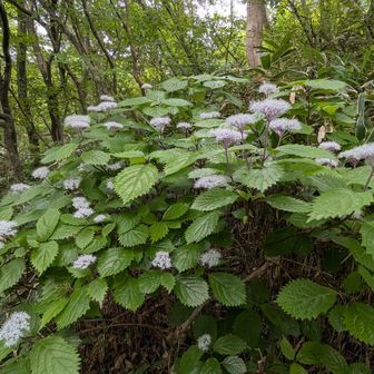 下山は魚屋道、コアジサイが沢山、見頃はこれからです。