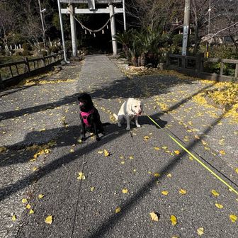 ちょいちょい、チョコが吹っかけてガウガウ🙇‍♀️