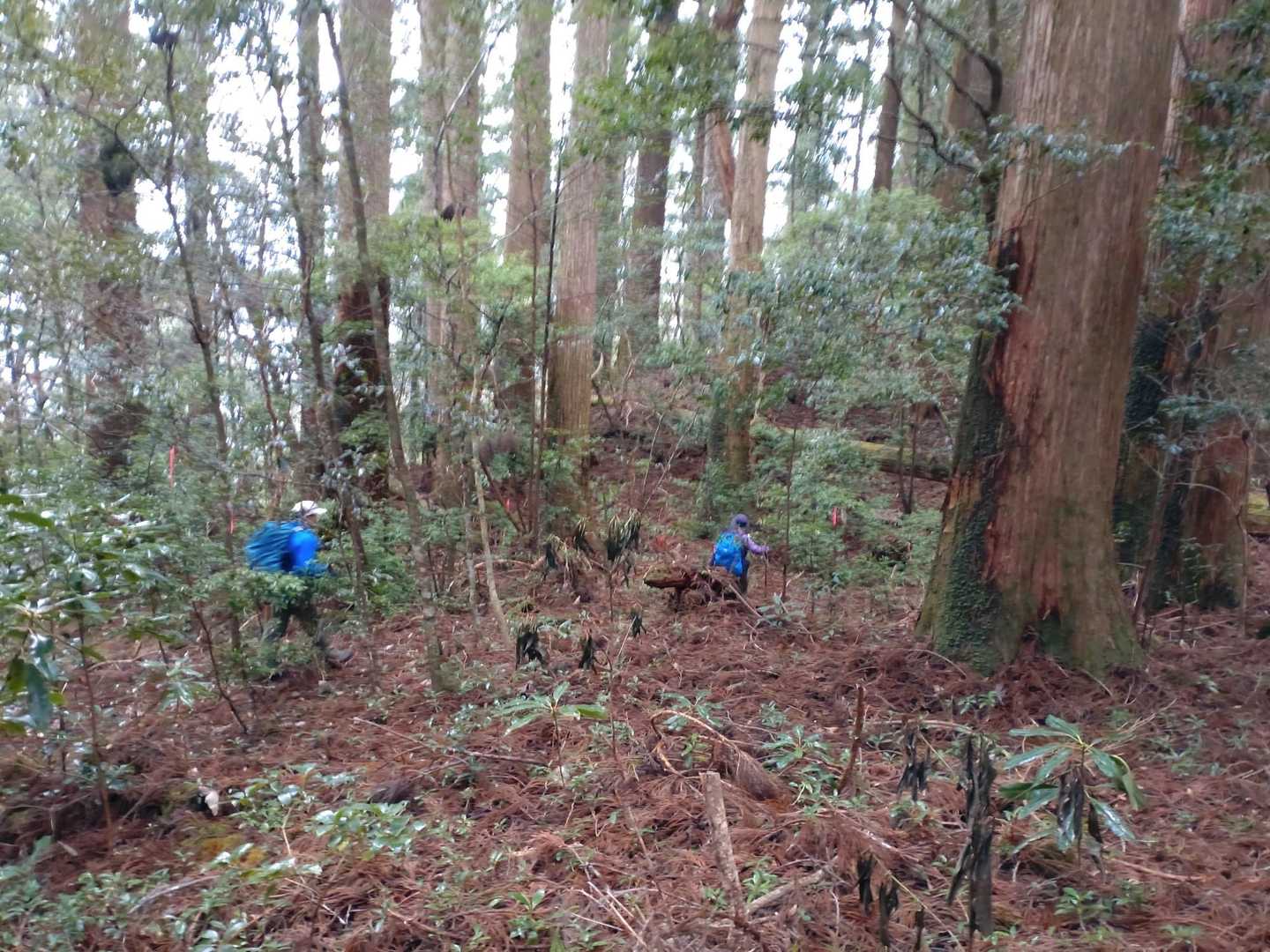 千本山登山道入口-傘杉堂-雨量観測所-千本山-甚吉森 往復コースの写真