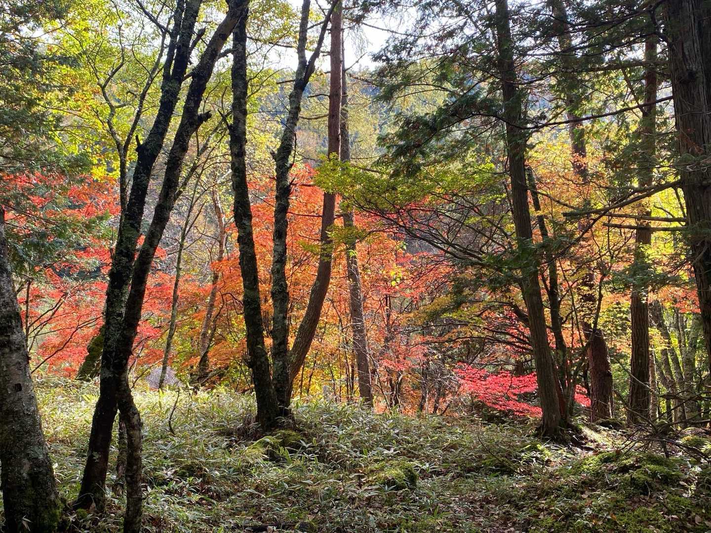 美濃戸口登山口-美濃戸登山口-地蔵ノ頭-堰堤広場 周回コースの写真