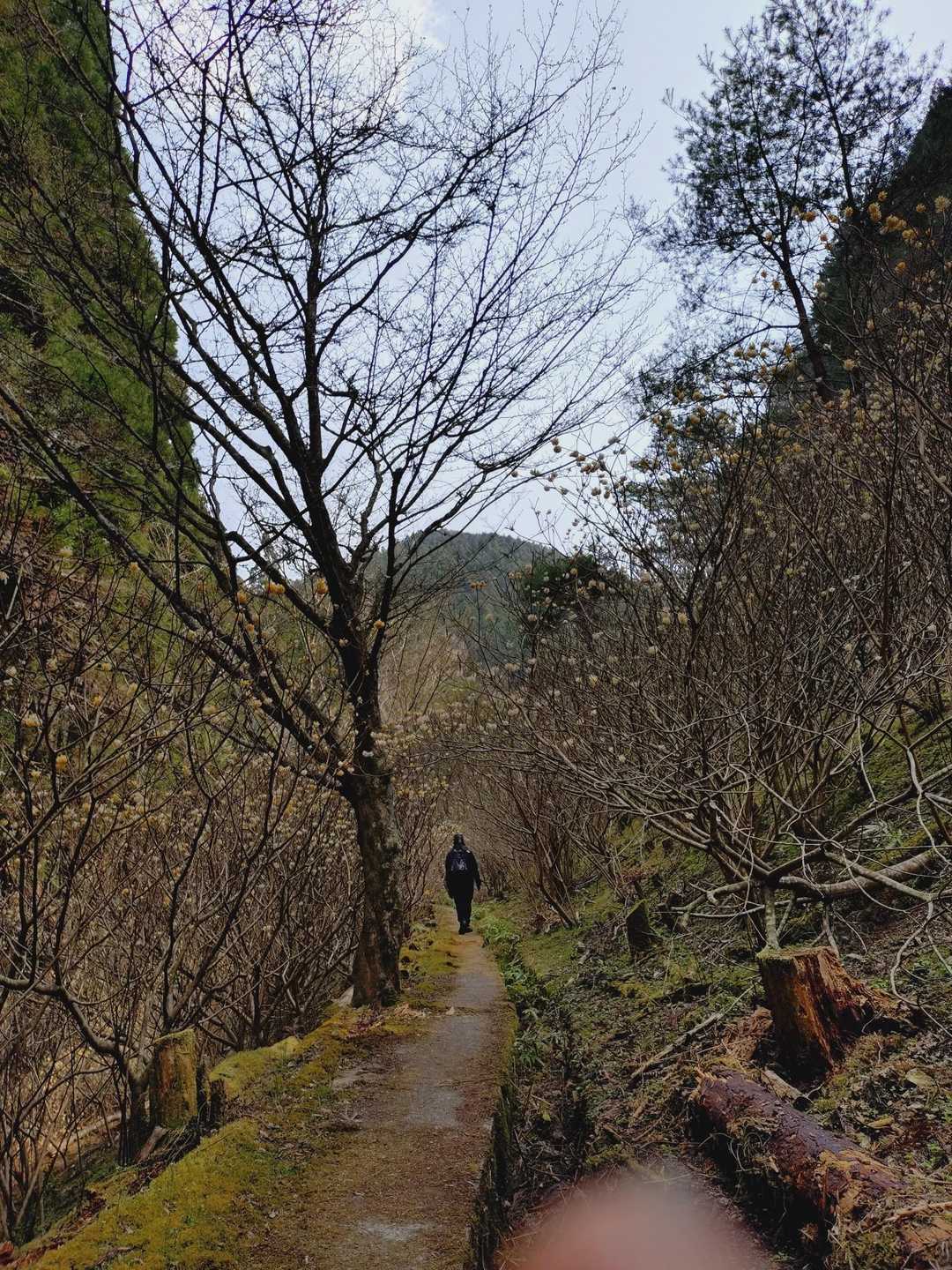 御岳山 往復コースの写真