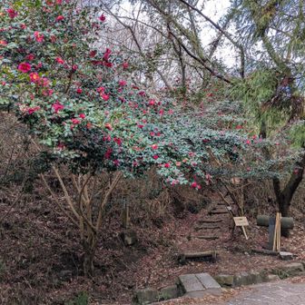 二上山登山口。
サザンカがきれいに咲いています。