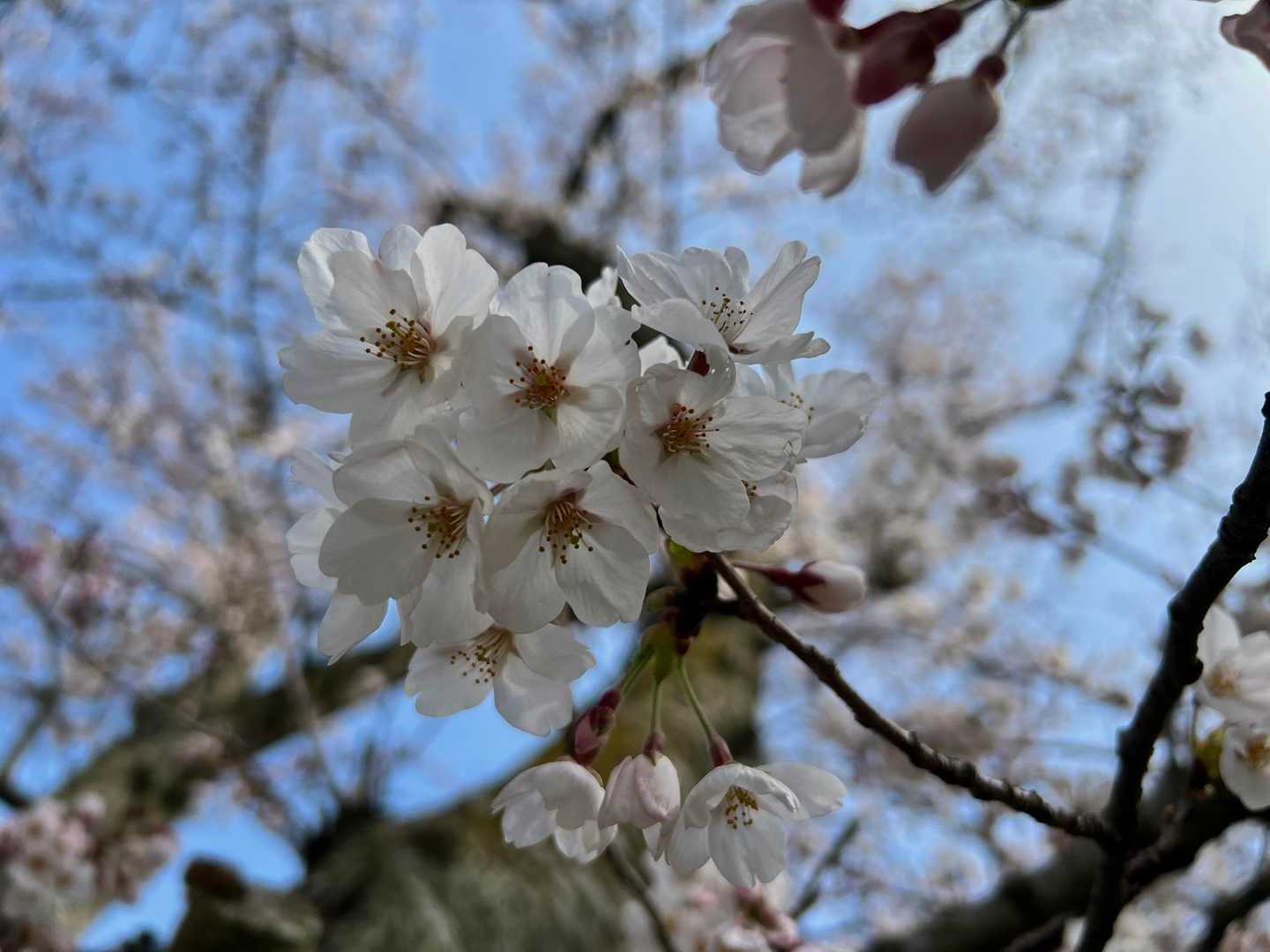 ソメイヨシノ