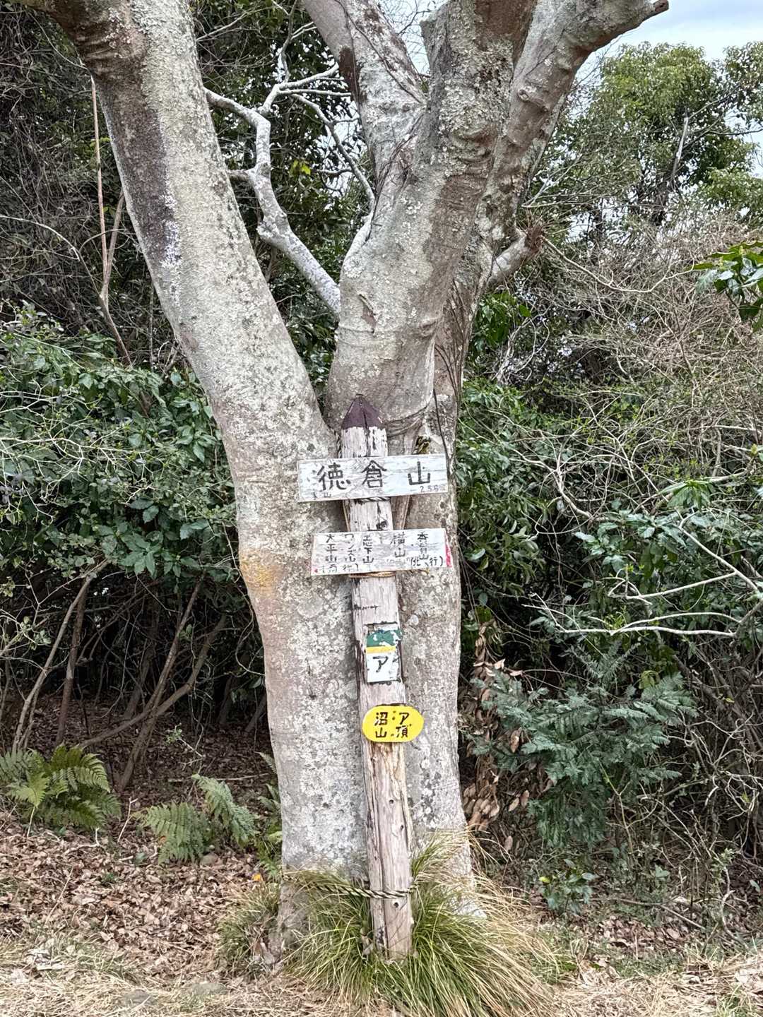 香貫山-八重坂峠-横山-徳倉山-志下坂峠 縦走コースの写真