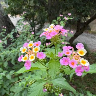 ランタナ