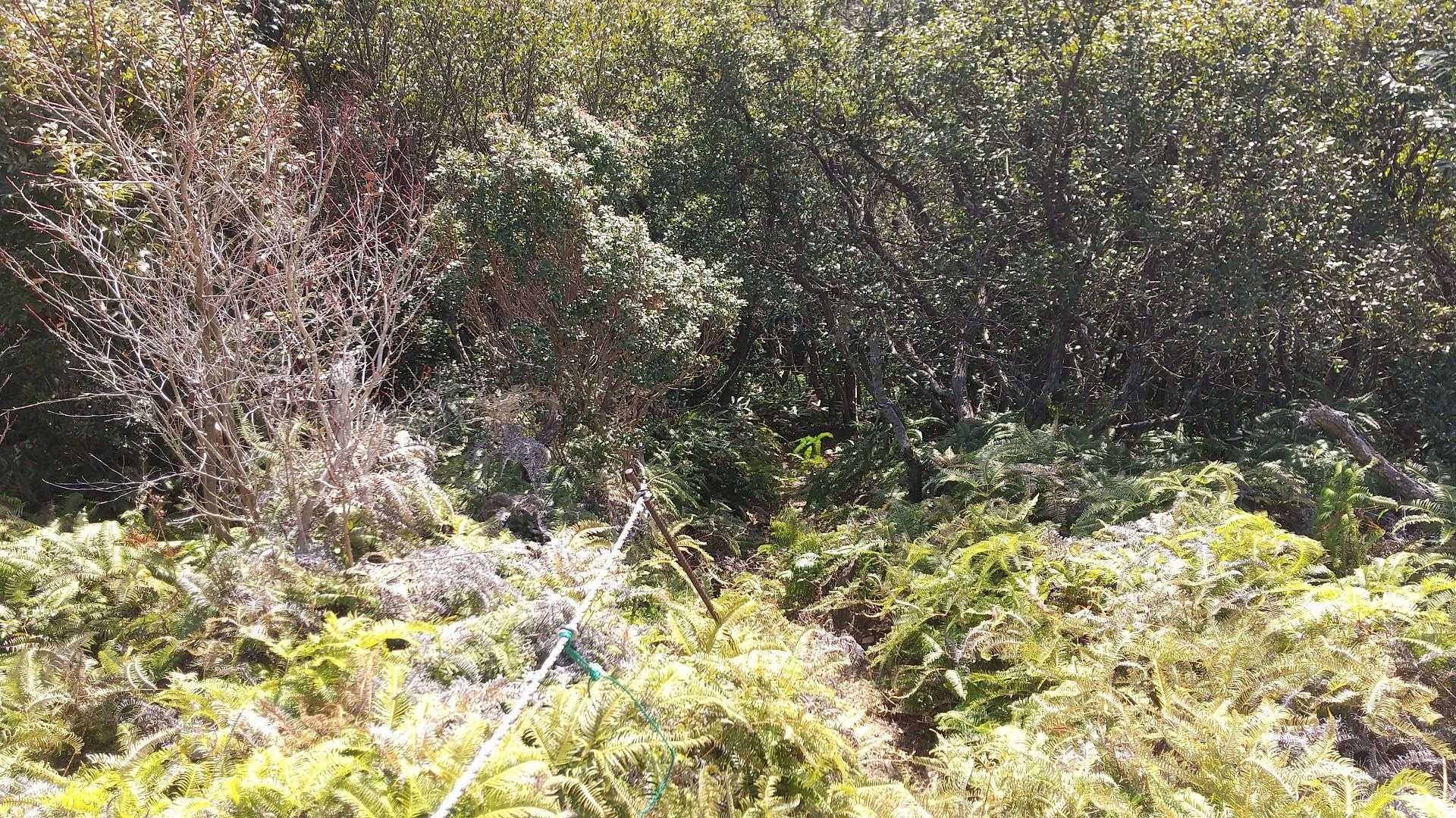 下山はいきなり激下りで、足元はめちゃくちゃ滑ります。