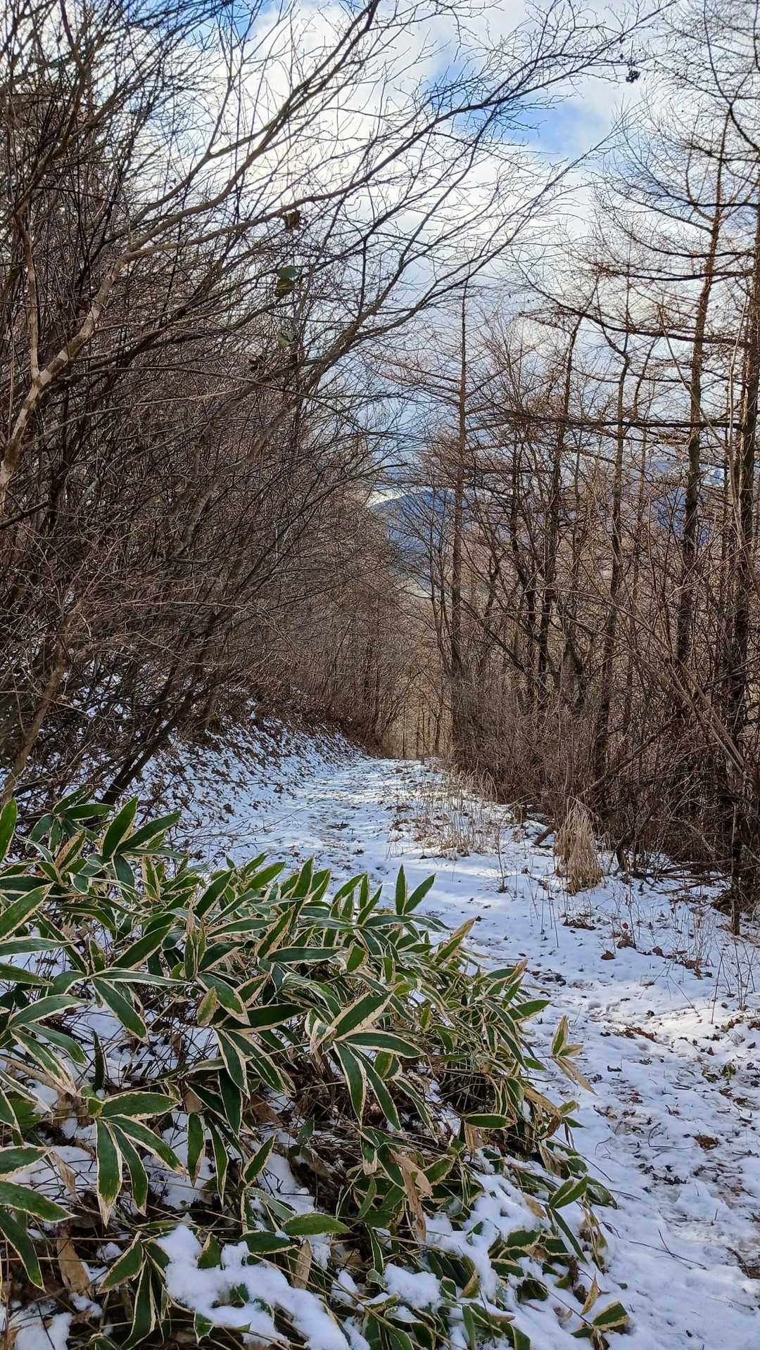 パラコース登山口-高倉山 往復コースの写真