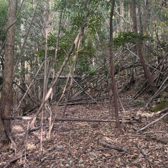 林道に飽きたのでショートカットして山へ
YAMAP見ながらルートファインデング🗺️