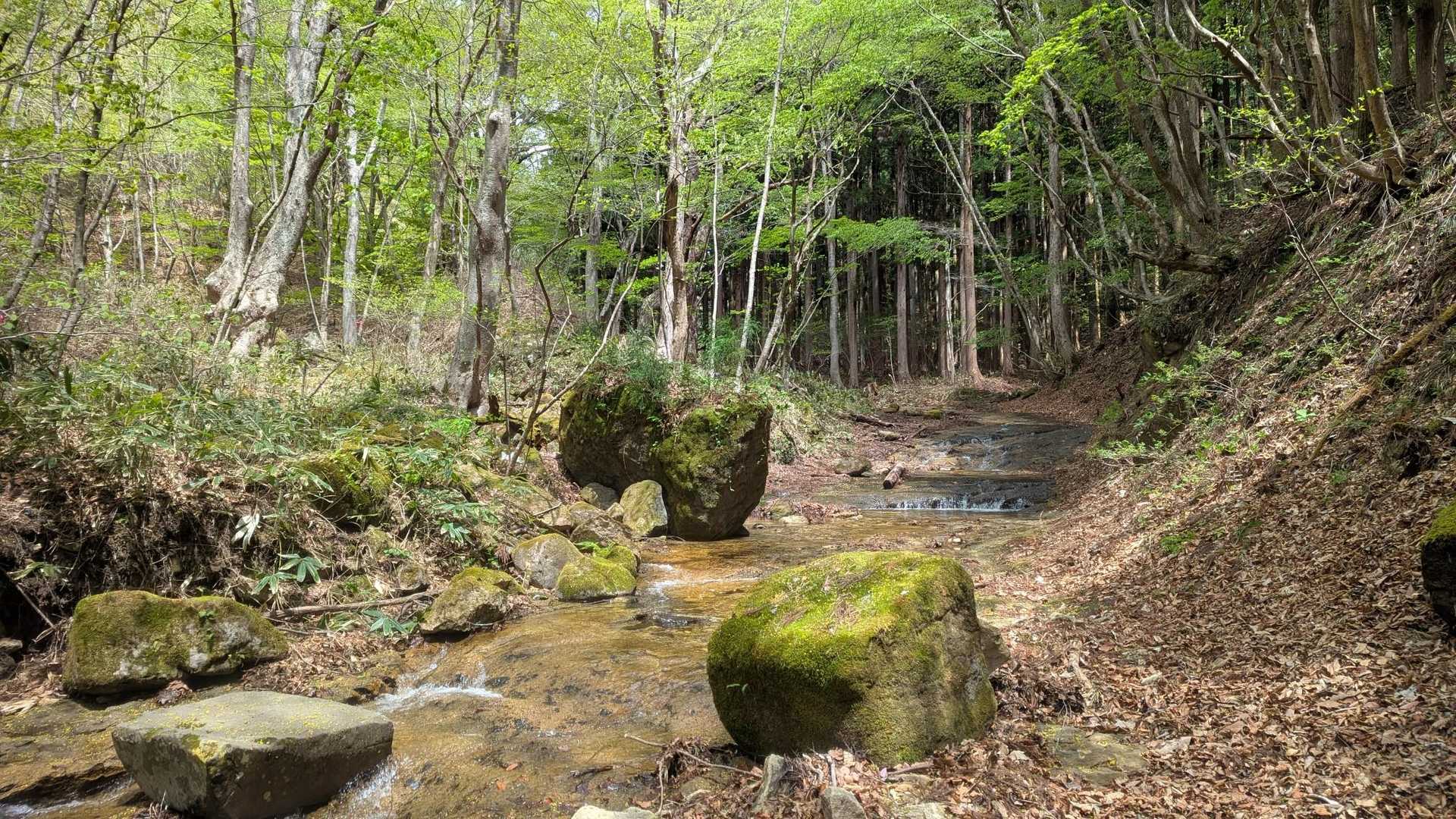 苔むした岩と新緑のコントラストが良い…！