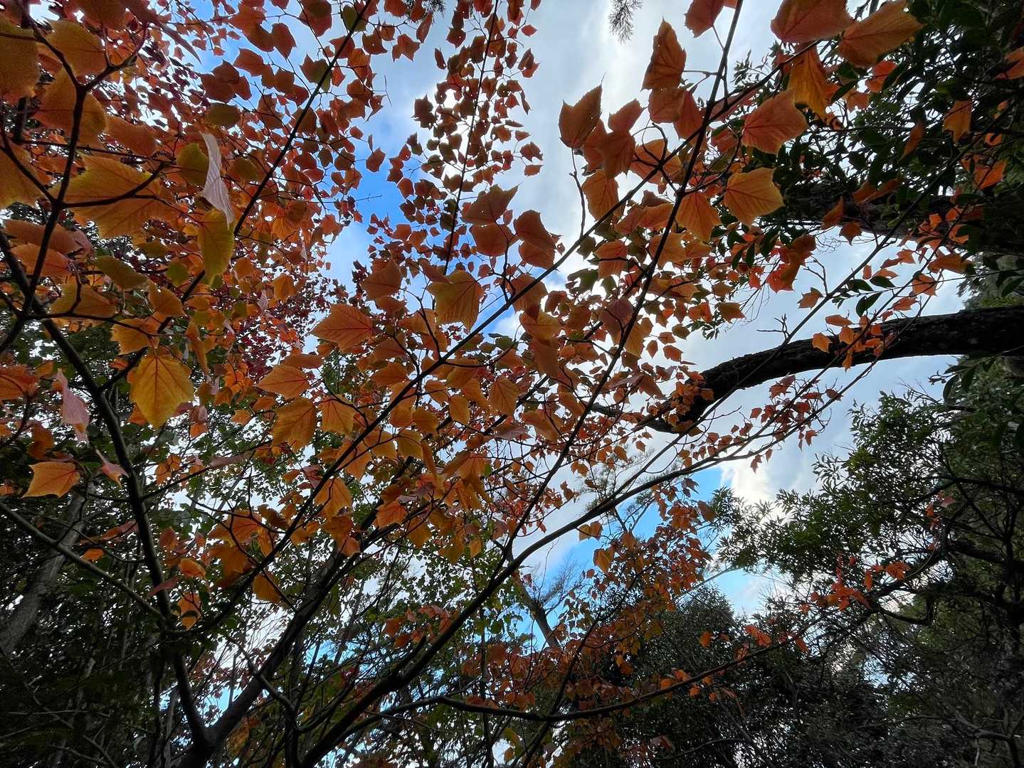 🍁⠜