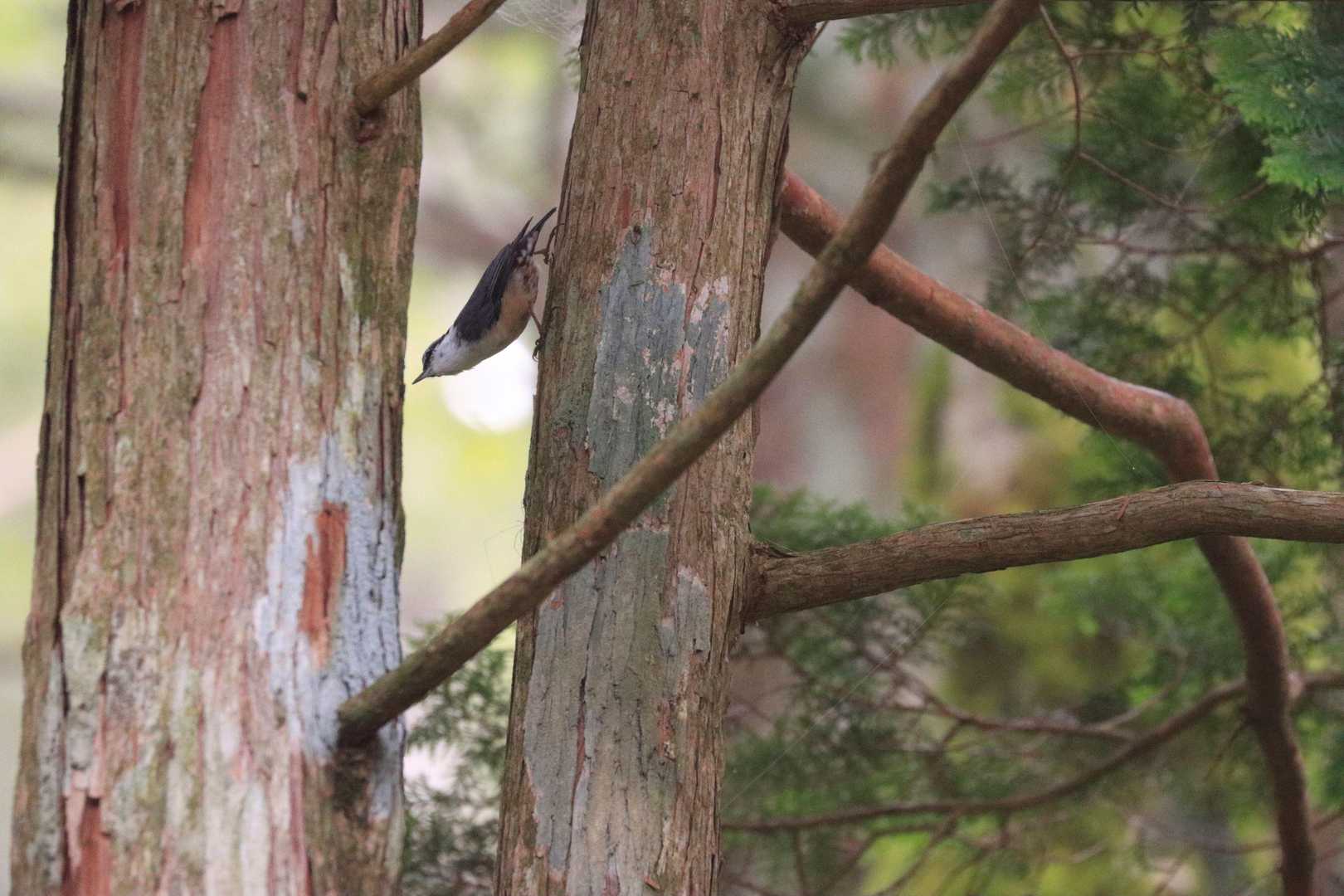 ゴジュウカラ