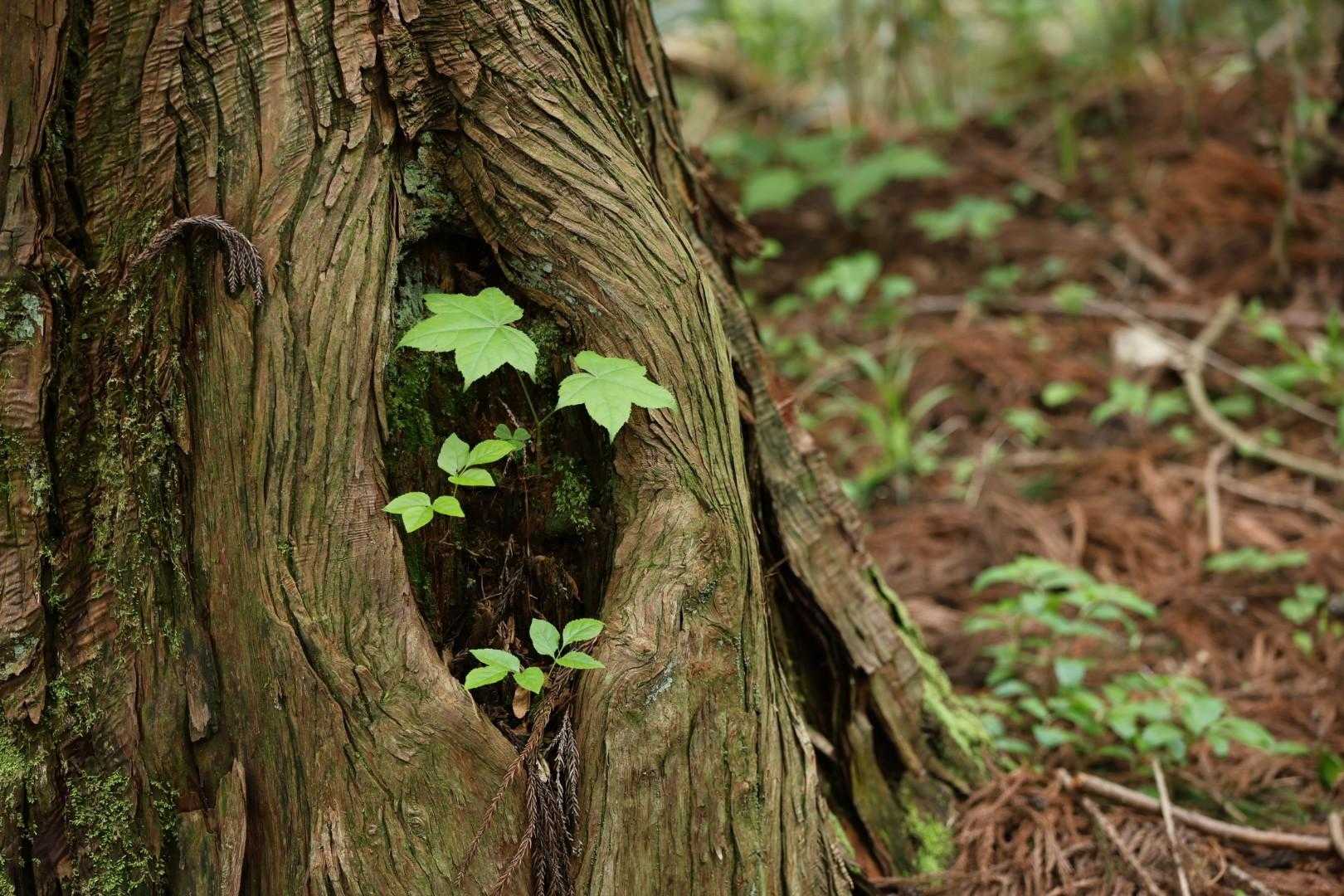 真山 往復コースの写真