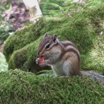 🐿️「違う違う！
　　こう言うのはバレた時にカッコいい
　　妻の誕生日！」🤣