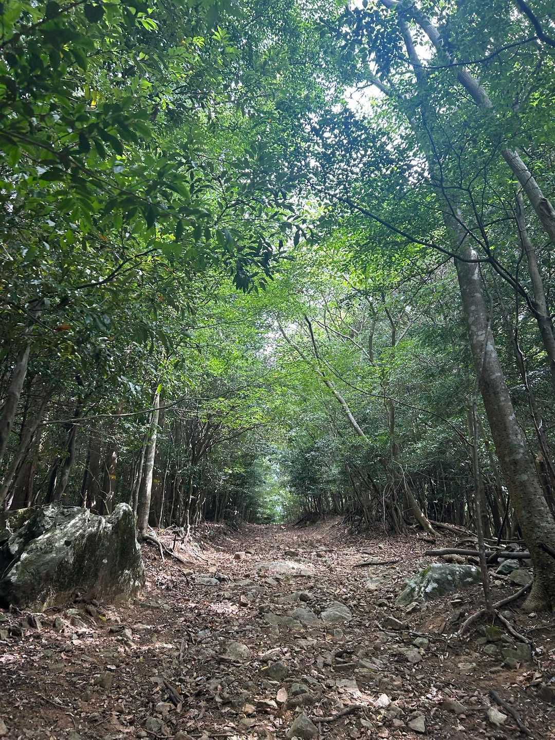 林道
