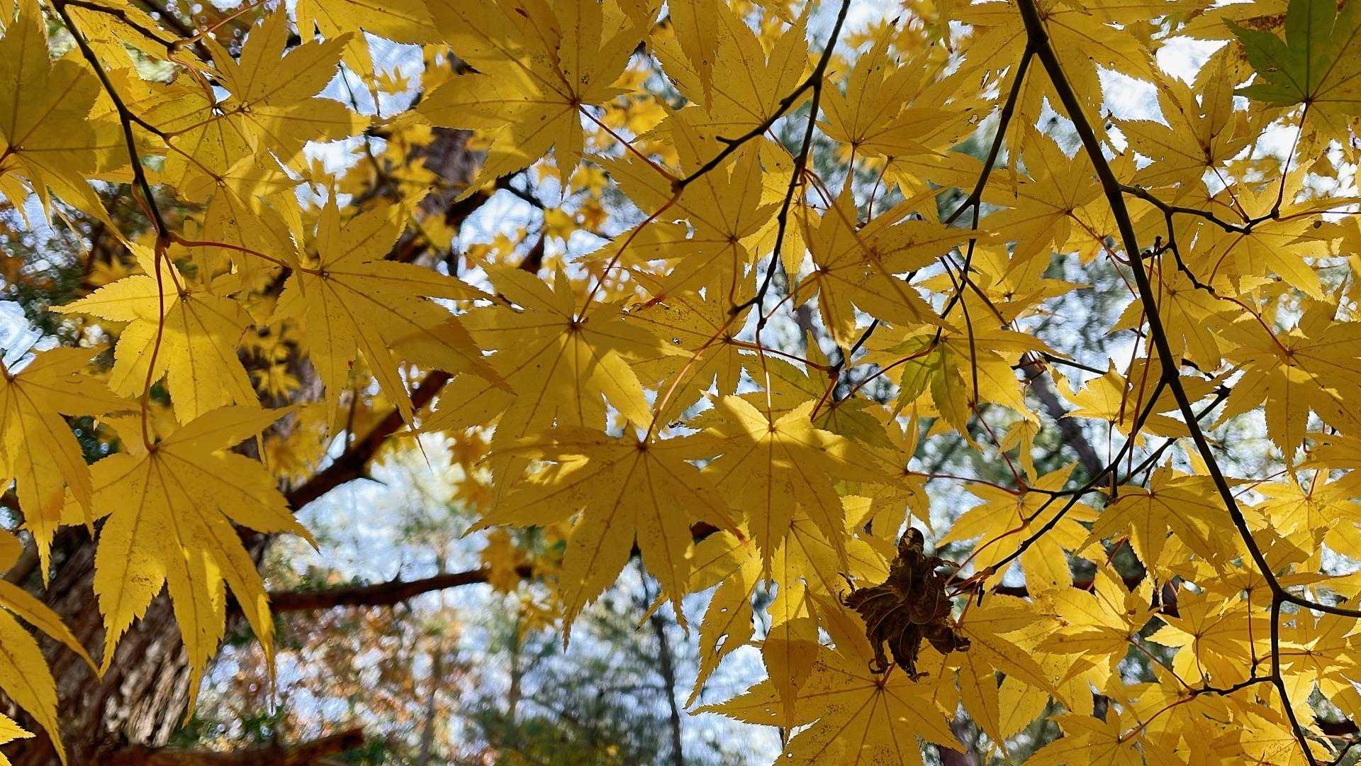 綺麗な色💛