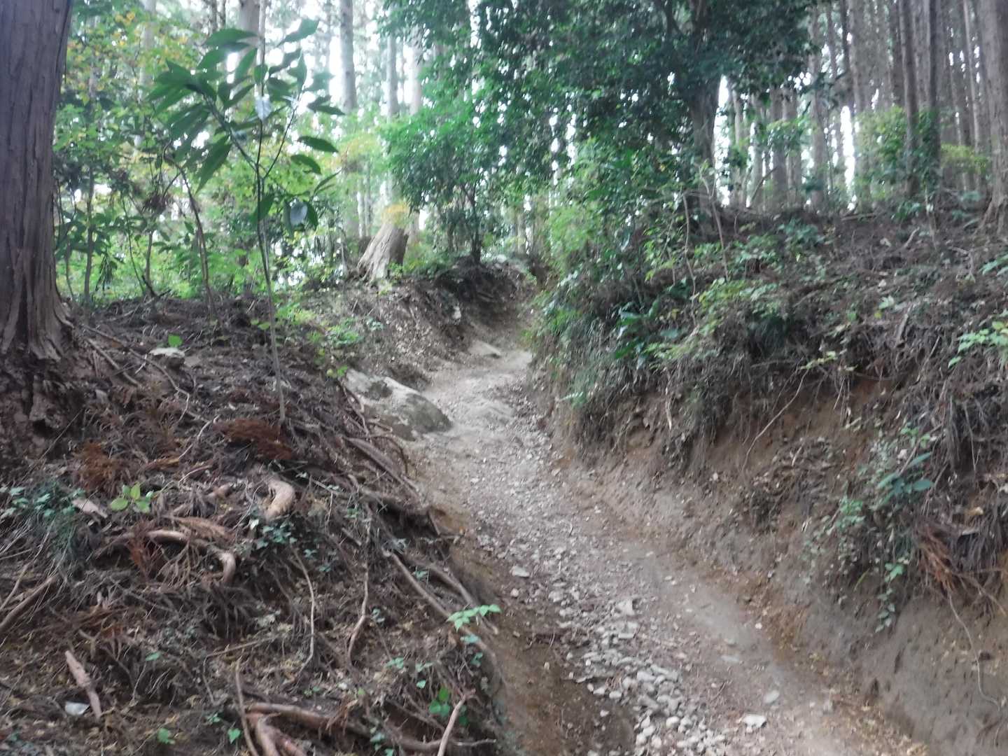 景信山へ。洗堀された道。