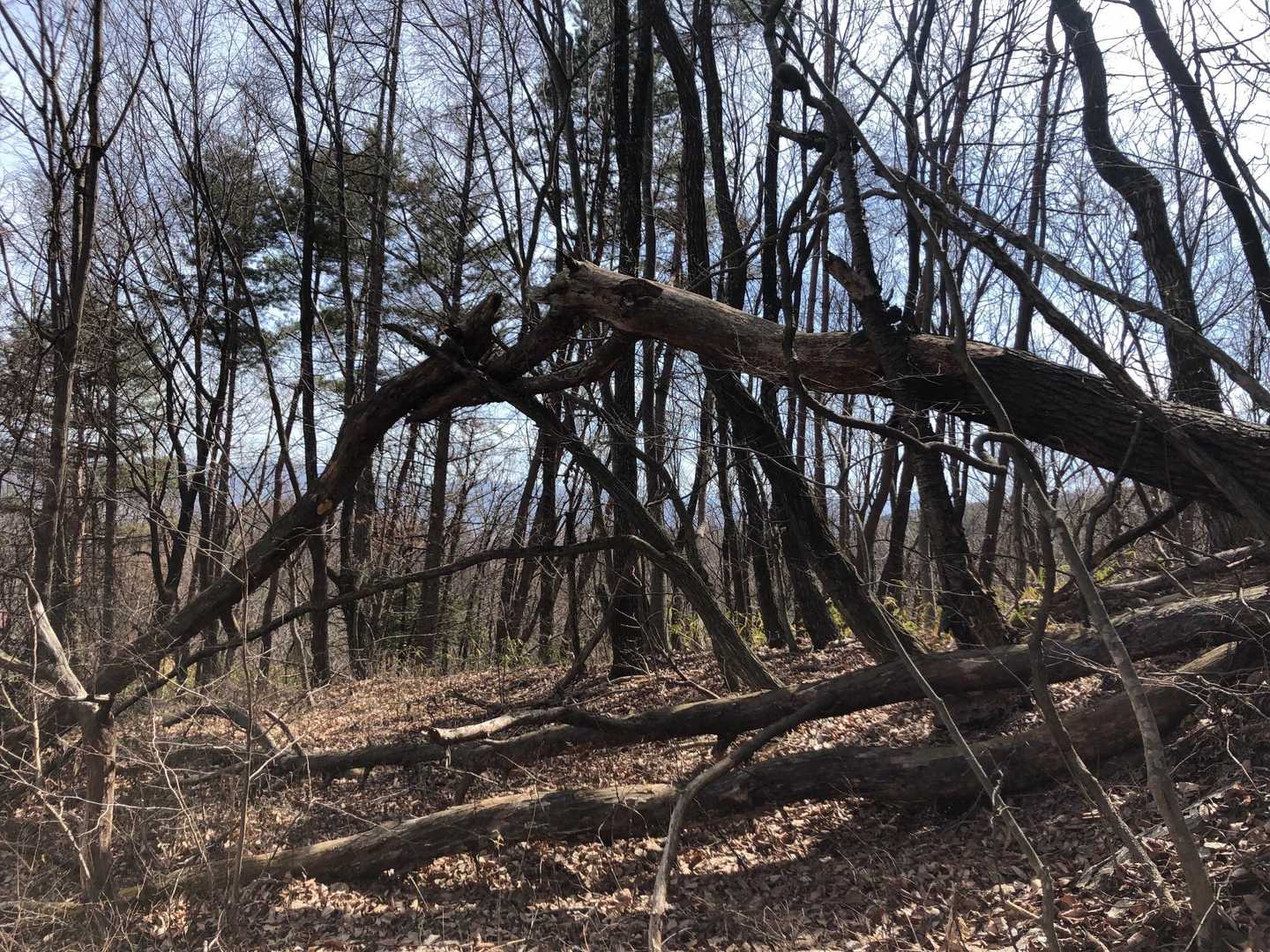 虚空蔵山 周回コースの写真