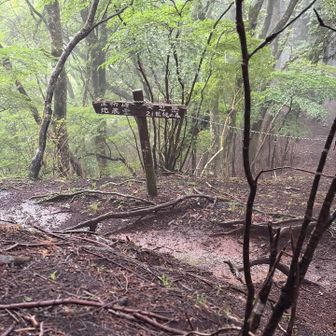 下山 分岐地点

ガイドさん曰く
21世紀の森は
ヒルの宝庫らしいです👉